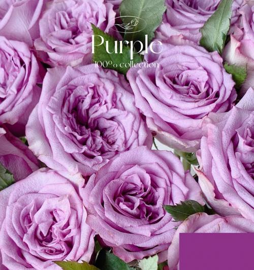 淡紫色玫瑰花语——寄托浪漫与祝福（表达祝福的一束淡紫色玫瑰，舞动爱情的浪漫与温柔）