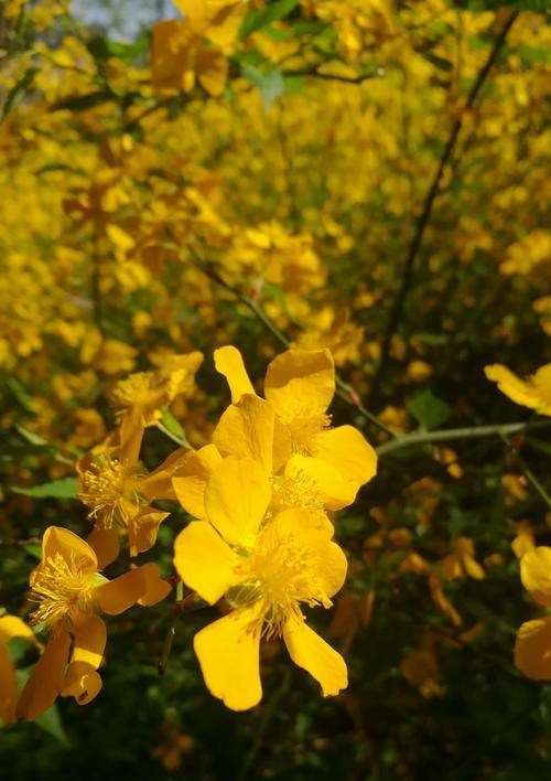 棣棠花的花语与含义（从春天到永恒，棣棠花的美丽诠释）