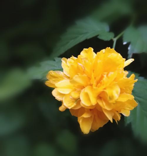 棣棠花的花语——纯洁与美丽的象征（探寻棣棠花的含义，感受它的独特魅力）