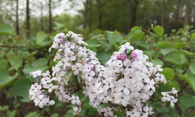 丁香花的寓意与花语（揭示丁香花所代表的情感与象征）