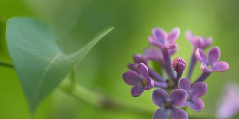 丁香花语的深意——花开知命（传承千年的神秘语言与情感表达）