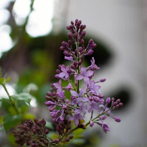 丁香花的花语和寓意（探索丁香花的象征和内涵，带来的情感和启示）