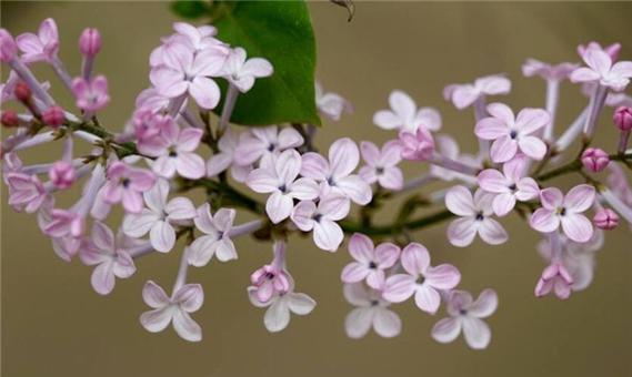 丁香花的花语和寓意（探索丁香花的象征和内涵，带来的情感和启示）