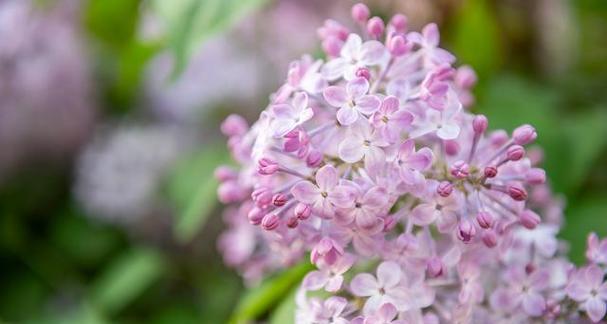 丁香花的代表意义——爱的永恒与记忆（丁香花的花语与象征意义，以及与爱情和回忆的关联）