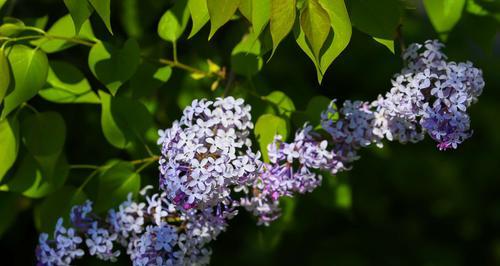 丁香花的代表意义——爱的永恒与记忆（丁香花的花语与象征意义，以及与爱情和回忆的关联）