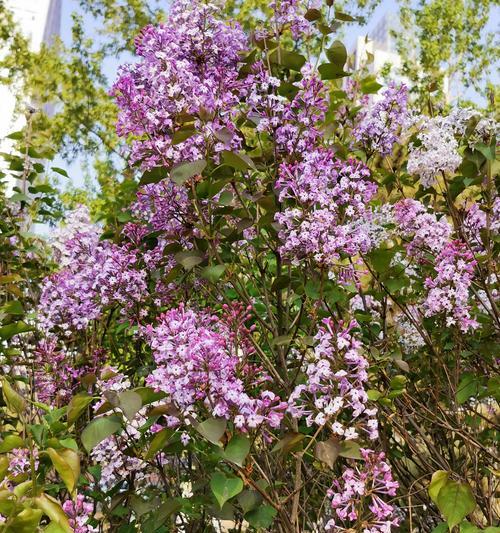 丁香花花语的美丽与神秘（解读丁香花的花语，传递真挚的情感）