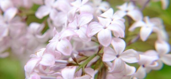 丁香花花语的美丽与神秘（解读丁香花的花语，传递真挚的情感）