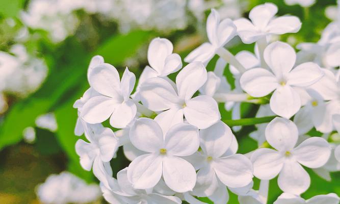 丁香花的花语与象征意义（探索丁香花背后的深意与传统文化）