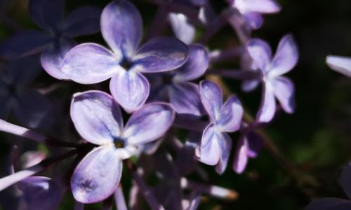 丁香花（传递爱与坚韧的力量）