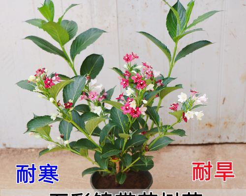 冬日的花海（冬天的代表花与美丽冬景）