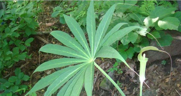 探索植物学的奥秘（对植物分类的认识与理解，助力科学研究）