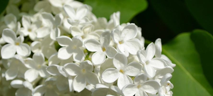 冬日花卉的花语（冬季花卉盛开，传递生命力与希望的力量）