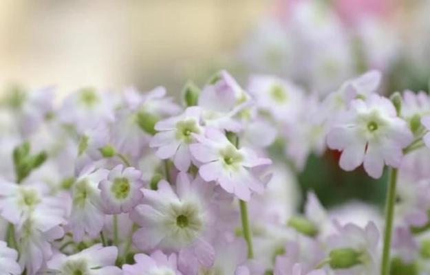 相遇于春天，樱花传递的花语（以冬樱花、重瓣樱花、樱花草为主题，感受春天的到来）