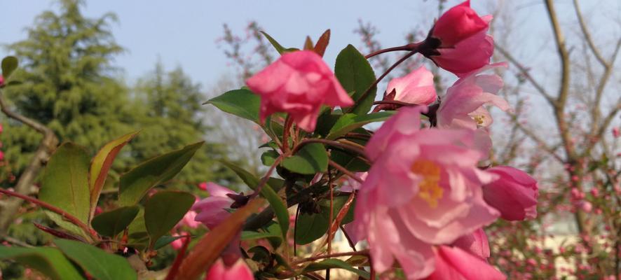 相遇于春天，樱花传递的花语（以冬樱花、重瓣樱花、樱花草为主题，感受春天的到来）