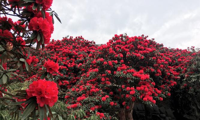杜鹃花的象征意义与传说（探索杜鹃花背后的神秘与美丽）