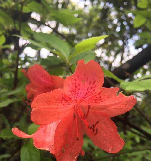 杜鹃花的寓意与美丽（唤起爱情与希望的杜鹃花）