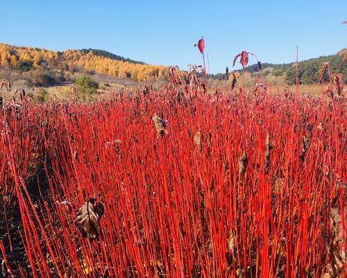 红瑞木的种植技巧（如何成功种植红瑞木）