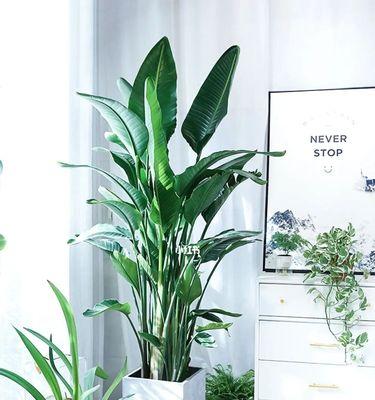 绿植的室内摆放与其重要作用（为你的居室带来氧气和美好）