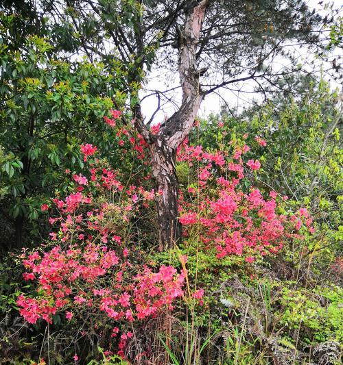 杜鹃花（揭示杜鹃花的意义及不同品种的独特之处）