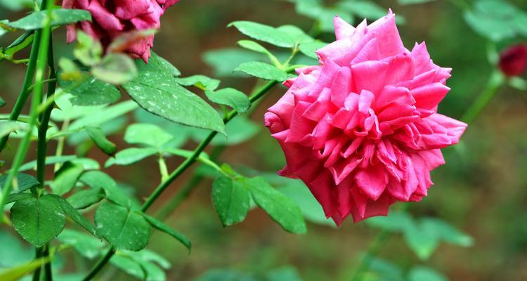 玫瑰花的象征意义（花开心意，玫瑰的文化意蕴）