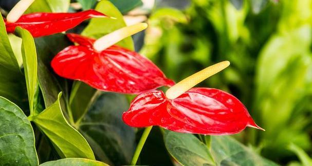 多年生草本植物（从土地中崛起，延续代代相传）