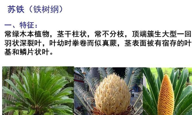 裸子植物的特征及分类（了解裸子植物的独特之处及其重要性）