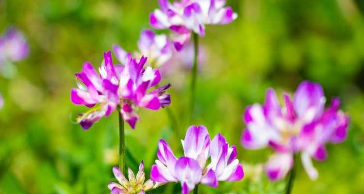 繁缕花花语与代表意义（探索繁缕花的花语与象征）