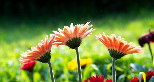 缤纷非洲菊的花语（以色彩诠释情感，非洲菊的世界）