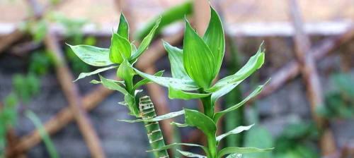 冬季如何养好富贵竹（室内植物富贵竹的养护技巧）