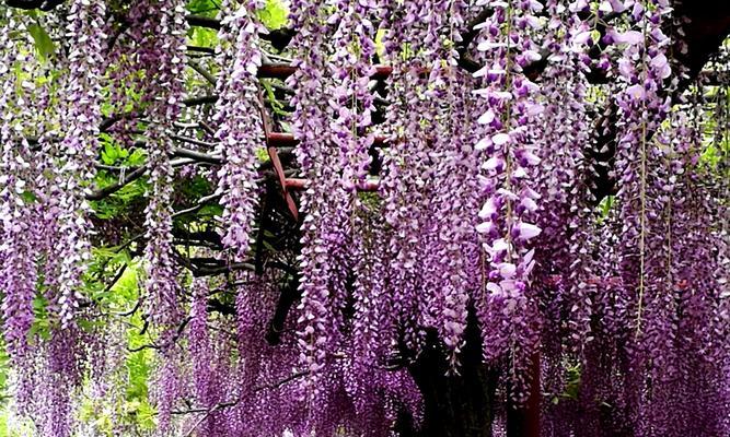 揭秘最美紫藤花品种（盛开花海中的绚烂色彩）