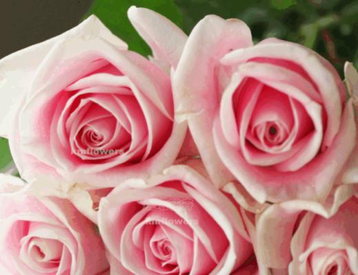 粉红玫瑰（探寻粉红玫瑰的象征意义与美丽之源）