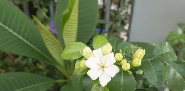九里香虫害防治方法(防治九里香虫害,保护植物健康) 九里香虫害防治方法(防治九里香虫害,保护植物健康)