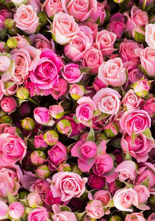 粉红玫瑰的美丽与意义（探寻粉红玫瑰的象征与传承）