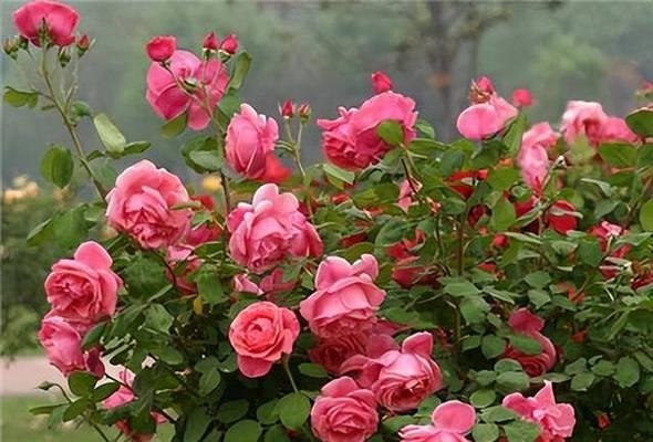 室外月季花的养殖方法（花期长、色彩丰富，打造居家优美花园）