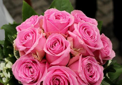 粉色玫瑰花的意义与象征（揭秘粉色玫瑰花所传达的情感与表达方式）