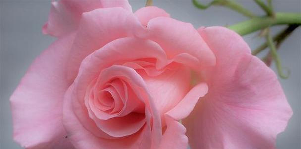 粉色玫瑰花的花语与寓意（探索粉色玫瑰花背后的浪漫与温柔）