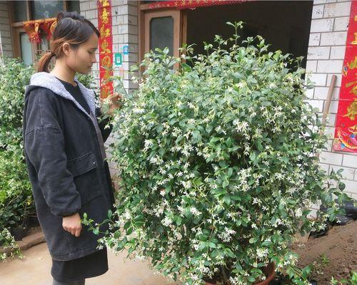 茉莉花的种植技巧（打造花香四溢的家园）