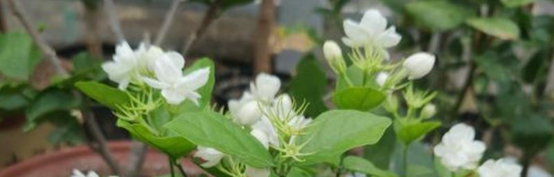 茉莉花的种植技巧（打造花香四溢的家园）