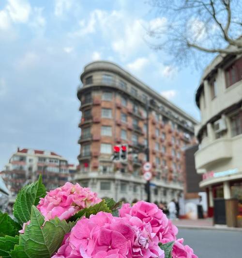 粉红色绣球花，唤醒浪漫与美满的情感乐章（绽放甜蜜，舞动爱情的缤纷花舞）