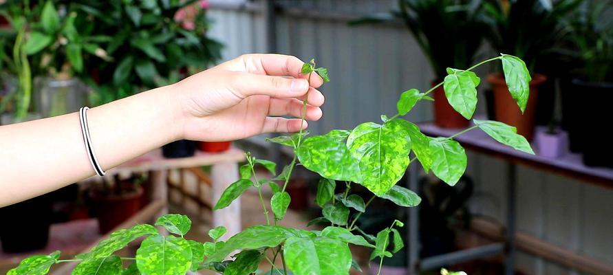 茉莉花剪枝技巧详解（了解茉莉花剪枝的正确方法，打造健康美丽的花园）