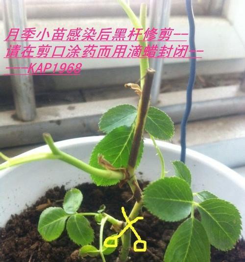 如何正确修剪月季花？（月季花修剪方法图解，让你的花园更美丽）