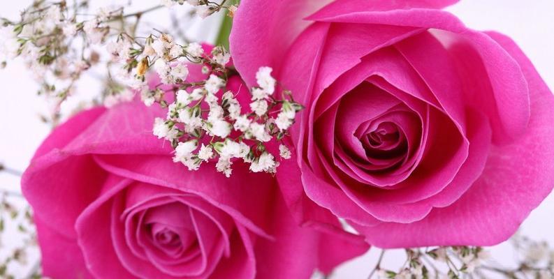 粉玫瑰的花语与寓意（探寻粉玫瑰的浪漫与柔情，向你传达爱意的花朵）