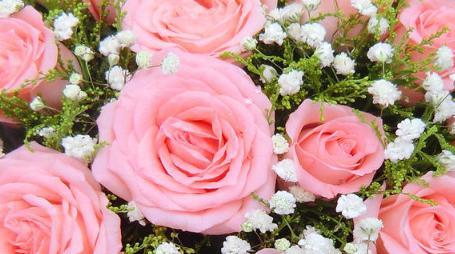 粉玫瑰（揭示粉玫瑰的隐含寓意与文化象征）