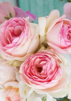 粉玫瑰（揭示粉玫瑰的隐含寓意与文化象征）