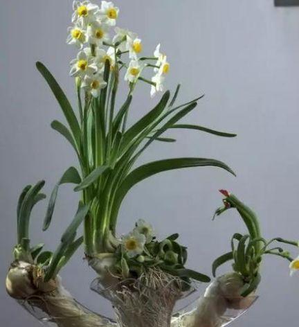 水培水仙花的养护技巧（从种植到开花，让水仙花成为你家里的最美景）