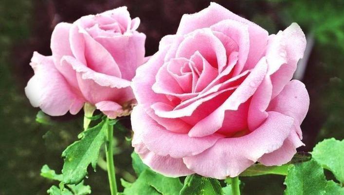 粉玫瑰的美丽与寓意（传递爱与温柔的粉色花语）