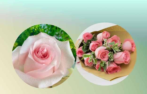 粉玫瑰花的花语意义（浪漫、温柔、爱情的象征）