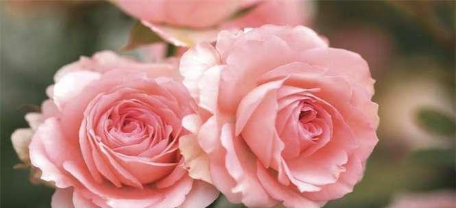 粉玫瑰花的花语意义（浪漫、温柔、爱情的象征）