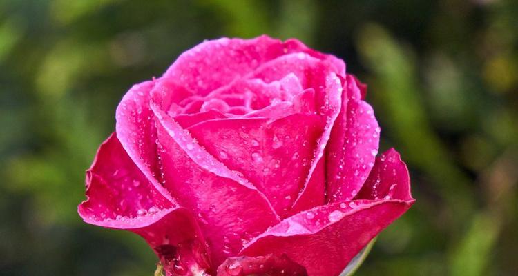 粉色玫瑰的浪漫意义（表达爱情和欣赏之美的粉色玫瑰）
