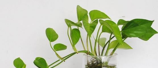 水培绿萝叶子发黄的原因及解决方法（探究水培绿萝叶子发黄的原因，提供有效的解决方法）